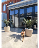 Een bruingevlekte kat loopt op een zonnige patio tussen twee Kunstplant Agava Pandora 85 cm UV, voor een modern huis met grote glazen deuren die de nabijgelegen daken weerspiegelen.