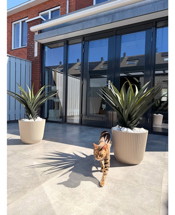 Een bruingevlekte kat loopt op een zonnige patio tussen twee Kunstplant Agava Pandora 85 cm UV, voor een modern huis met grote glazen deuren die de nabijgelegen daken weerspiegelen.