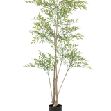 De Kunstplant Ruscus 150 cm heeft lange, dunne takken en lichtgroene bladeren in een zwarte pot tegen een witte achtergrond - ideaal als decoratief interieur voor elke ruimte.
