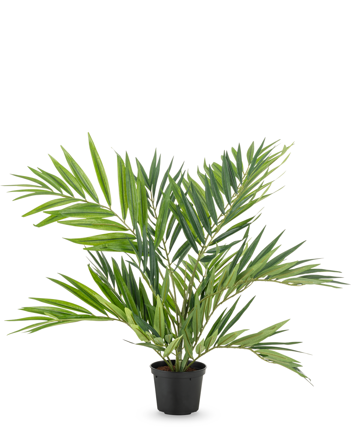 De Kunstpalm Parlour UV 60 cm heeft lange, smalle bladeren op verschillende stelen in een eenvoudige zwarte pot, tegen een witte achtergrond - een stijlvolle kunstpalm die elke ruimte verfraait.