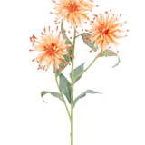 Een Kunstbloem Scabiosa Japonica 70 cm perzik steel met drie oranje kunstbloemen, stekelige bloemblaadjes en groene bladeren, afgebeeld tegen een witte achtergrond.