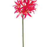 De Kunstbloem Nerine 70 cm fuchsia heeft een lange groene stengel met daarop een grote tros fuchsia, piekerige bloemblaadjes die fel afsteken tegen een effen witte achtergrond.