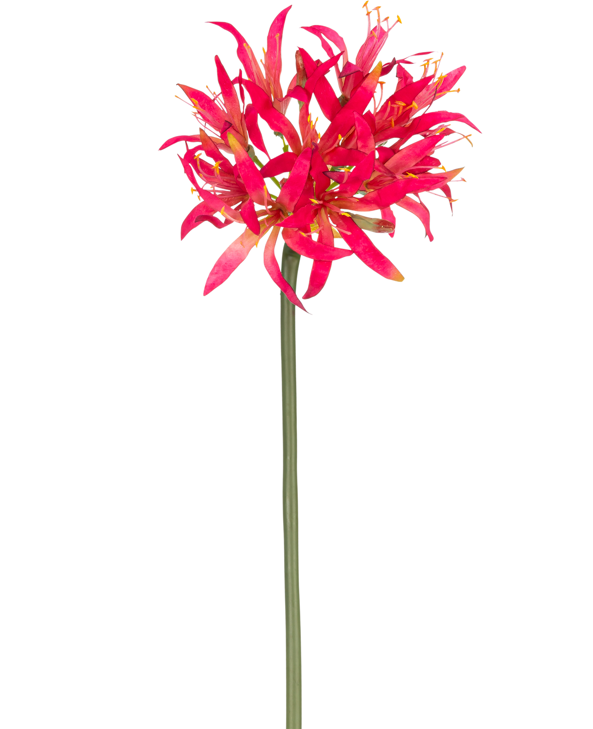 De Kunstbloem Nerine 70 cm fuchsia heeft een lange groene stengel met daarop een grote tros fuchsia, piekerige bloemblaadjes die fel afsteken tegen een effen witte achtergrond.