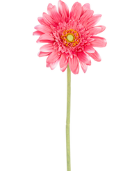 Fleur artificielle Gerbera 55 cm rose
