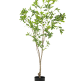 De Kunstplant Pieris Japonica 150 cm heeft slanke takken en overvloedige groene bladeren in een eenvoudige zwarte pot, tegen een witte achtergrond.