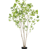 De Kunstplant Pieris Japonica 240 cm is een hoge kunstboom voor binnen met meerdere slanke stammen en weelderige groene bladeren, in een eenvoudige zwarte pot tegen een witte achtergrond.