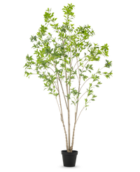 Kunstplant Pieris Japonica 240 cm