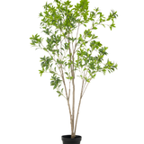 De Kunstplant Pieris Japonica 210 cm heeft meerdere slanke bruine stelen en overvloedige groene bladeren, gepresenteerd in een hoge pot tegen een effen witte achtergrond.