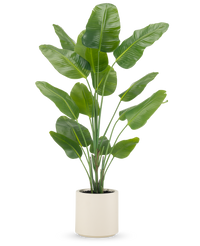 Plante artificielle Strelitzia Real Touch prête à l'emploi en pot beige 180 cm