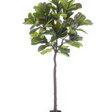 De Kunstplant Ficus Tabaksplant Deluxe 215 cm is een hoge kunstvijg met grote groene bladeren en een slanke bruine stam, in een eenvoudige zwarte pot tegen een effen witte achtergrond.