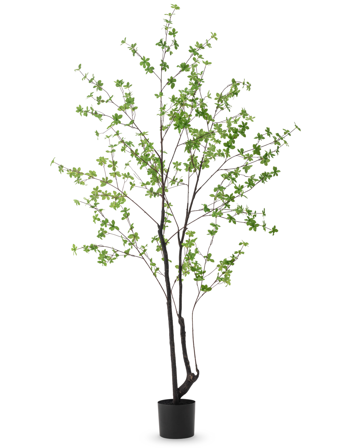 De Kunstplant Enkianthus 210 cm heeft een hoog, slank ontwerp met donkere stengels en takken versierd met kleine lichtgroene bladeren, tegen een effen witte achtergrond.