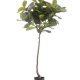 De Kunstplant Ficus Tabaksplant Deluxe 180 cm is een hoge kunstplant met grote, glanzende groene bladeren en een slanke bruine stam, tegen een effen witte achtergrond.