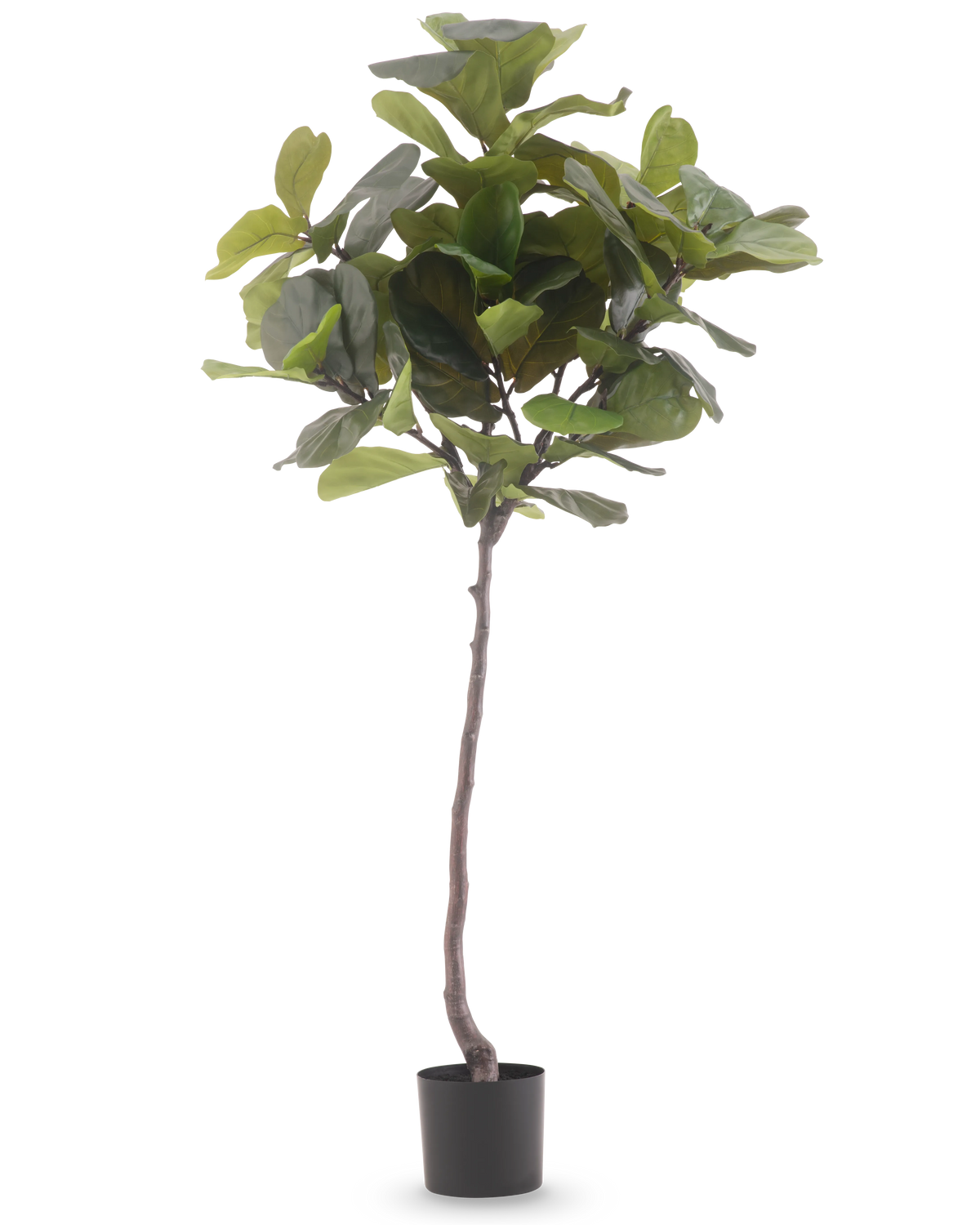 De Kunstplant Ficus Tabaksplant Deluxe 180 cm is een hoge kunstplant met grote, glanzende groene bladeren en een slanke bruine stam, tegen een effen witte achtergrond.