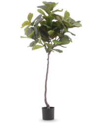 Plante artificielle Ficus Tobacco Plant Deluxe 180 cm