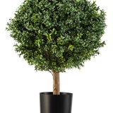 De Kunstplant Buxus op stam Romeinse stijl UV 65cm heeft een ronde, weelderig groene vorm met dicht gebladerte in een eenvoudige zwarte pot, perfect om elegantie toe te voegen tegen een witte achtergrond.
