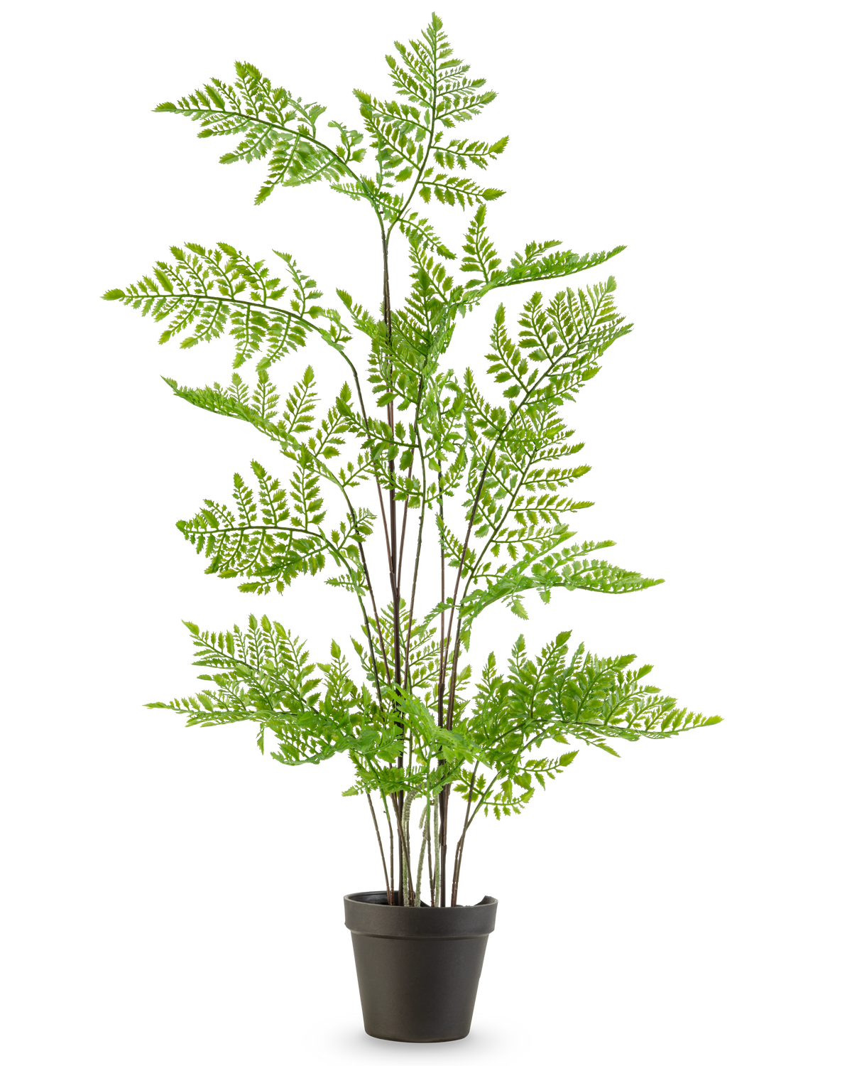 De Kunst varen plant 85 cm heeft delicate, vederlichte groene bladeren en meerdere lange, slanke stelen, gepresenteerd in een pot tegen een effen witte achtergrond.