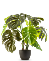 De Kunst Monstera 50 cm heeft grote, glanzend groene bladeren met natuurlijke scheuren en gaten, gepresenteerd in een pot tegen een effen witte achtergrond.