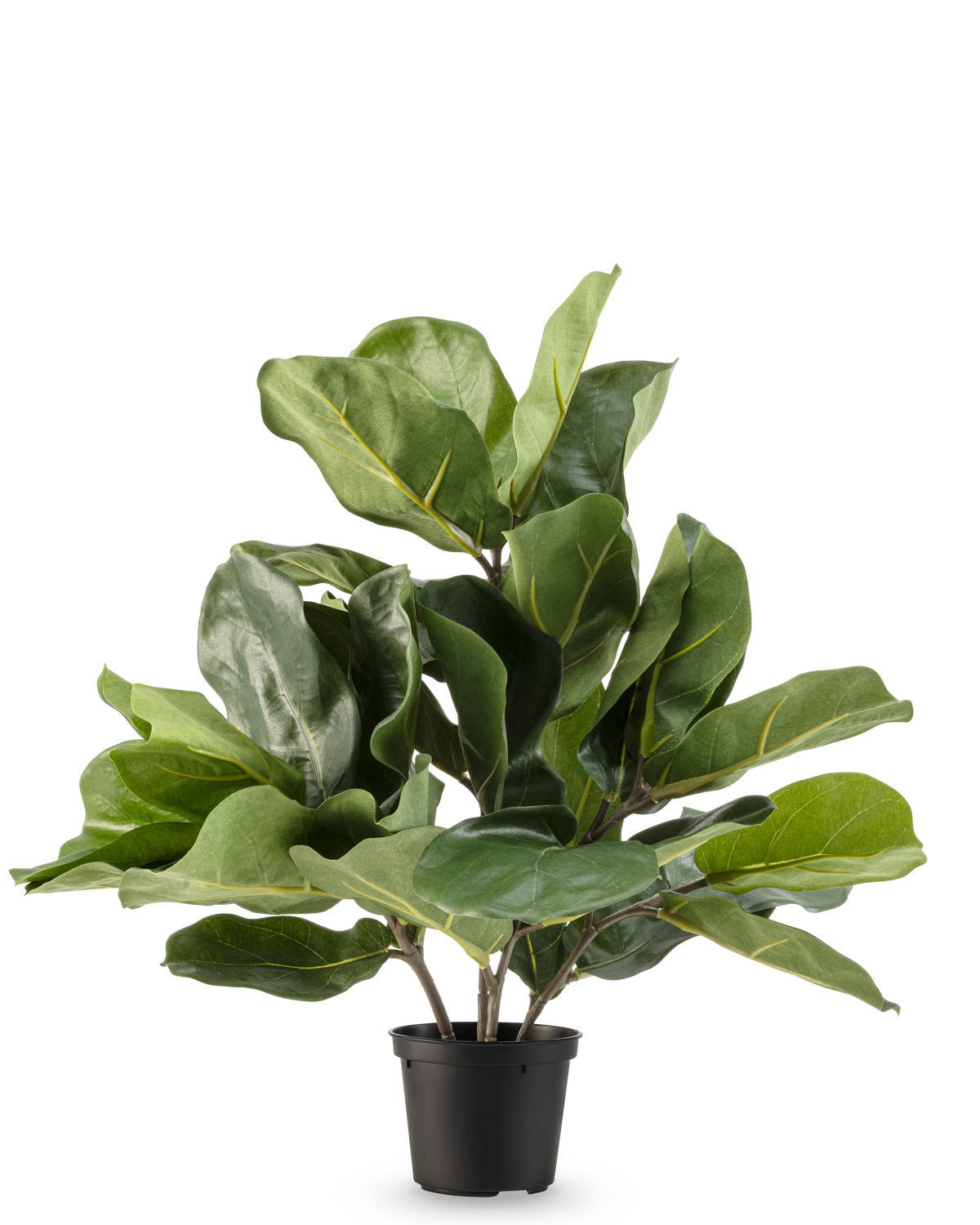 De Kunstplant Tabaksplant Fiddle Leaf UV 45 cm heeft grote, glanzende groene bladeren en dikke stelen in een zwarte plastic pot, tegen een effen witte achtergrond.
