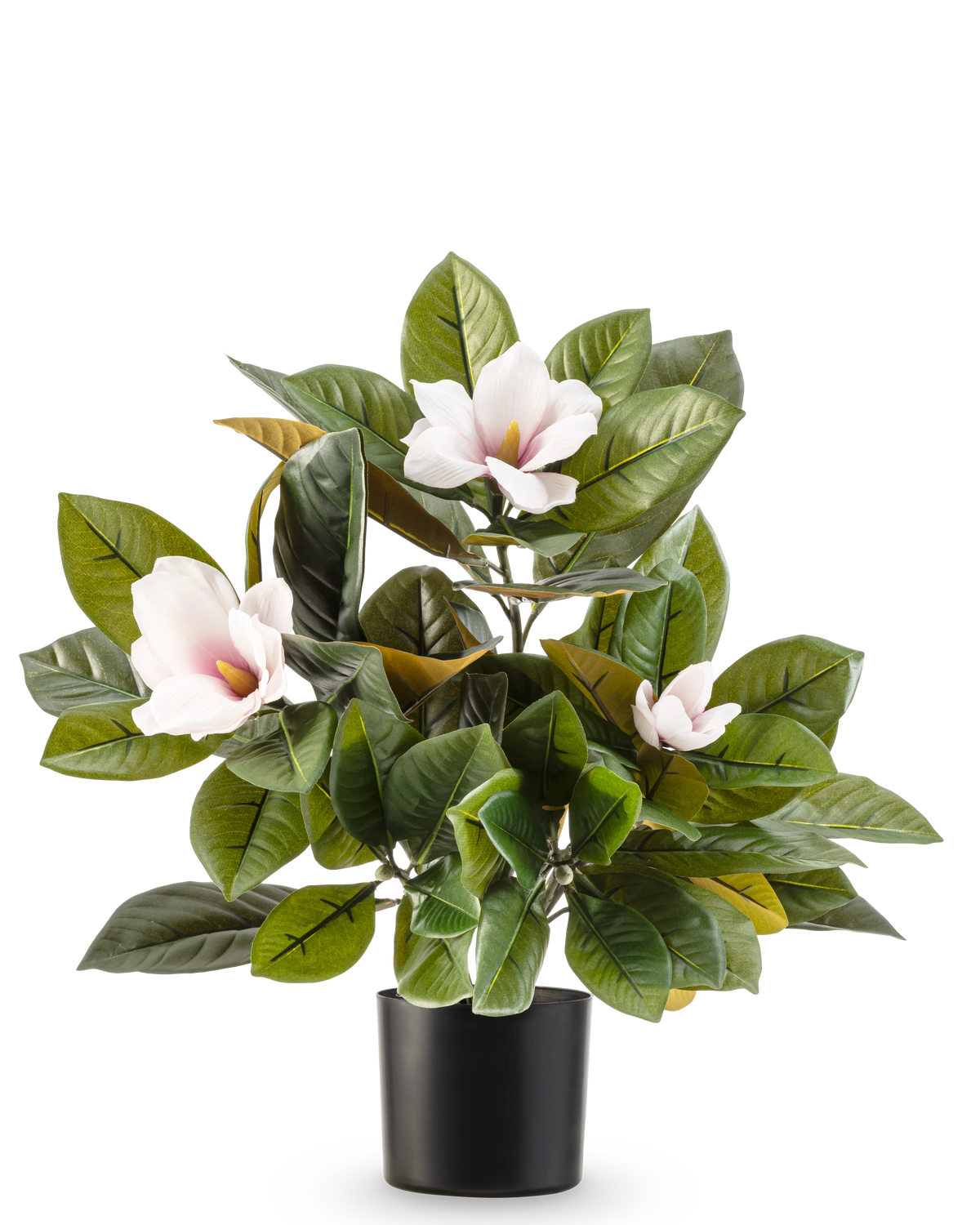 De Kunstplant Magnolia in pot 46 cm is een onderhoudsvriendelijke plant met grote, glanzende groene bladeren en drie lichtroze bloemen met een geel hart, in een eenvoudige zwarte pot tegen een witte achtergrond.