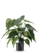 De Kunstplant Alocasia 51 cm, met grote, hartvormige bladeren, staat in een zwarte bak tegen een witte achtergrond.