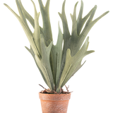 De Kunstplant Varen Staghorn 43 cm heeft levensechte groene, geweivormige bladeren in een kleine terracotta pot op een witte achtergrond.