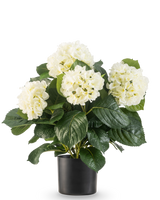 De Kunstplant Hortensia 43 cm wit heeft grote trossen witte hortensiabloemen en donkergroene bladeren in een eenvoudige zwarte pot, perfect voor een minimalistische inrichting.
