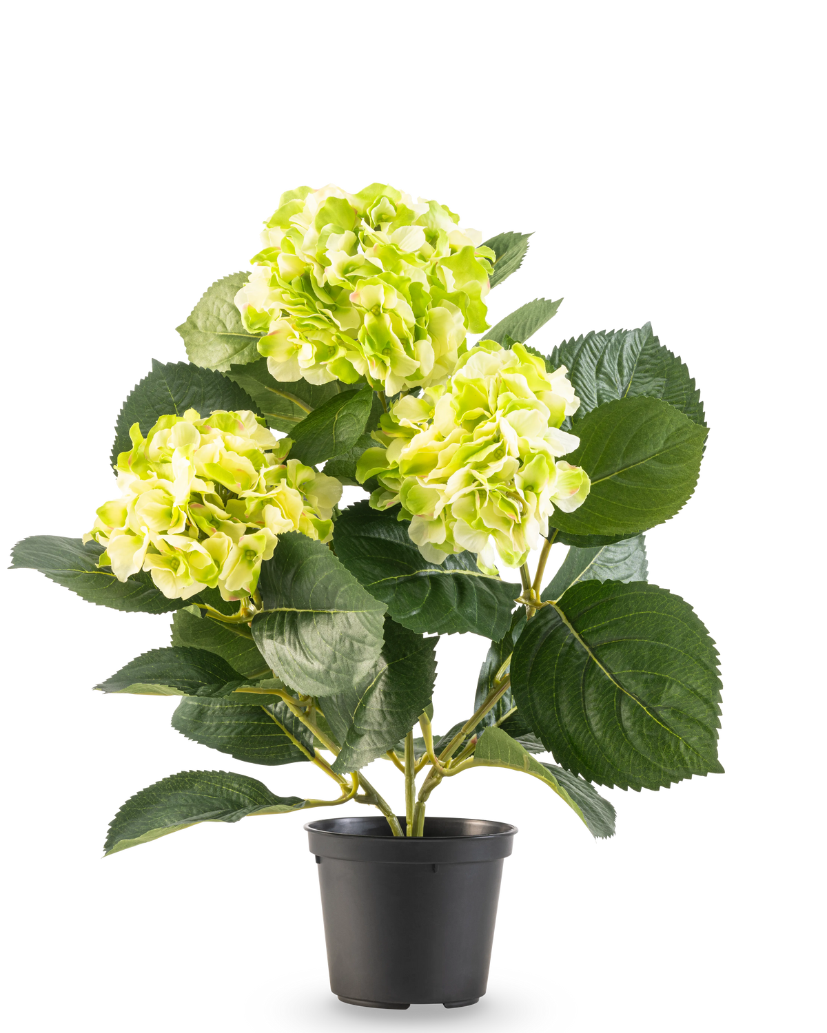 De Kunstplant Hortensia Groen UV 35 cm heeft drie trossen licht geelgroene bloemen en grote diepgroene bladeren, allemaal in een pot tegen een witte achtergrond.