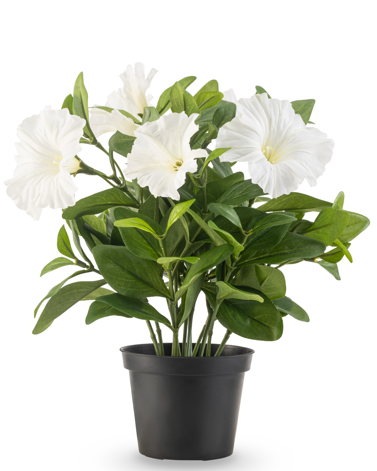 Een Kunstbloem Petunia plant UV 25 cm groot in een zwarte plastic pot heeft weelderige groene bladeren en meerdere grote, witte, trompetvormige bloemen, tegen een effen witte achtergrond.