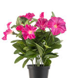 Een Kunstbloem Petunia plant UV 25 cm in donkerroze, met brede groene bladeren en levendige bloemen in een zwarte plastic pot, tegen een effen witte achtergrond.