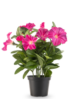 De Kunstbloem Petunia plant 25 cm donker roze heeft levendige donkerroze bloemen en weelderige groene bladeren in een zwarte pot, geïsoleerd afgebeeld op een witte achtergrond.