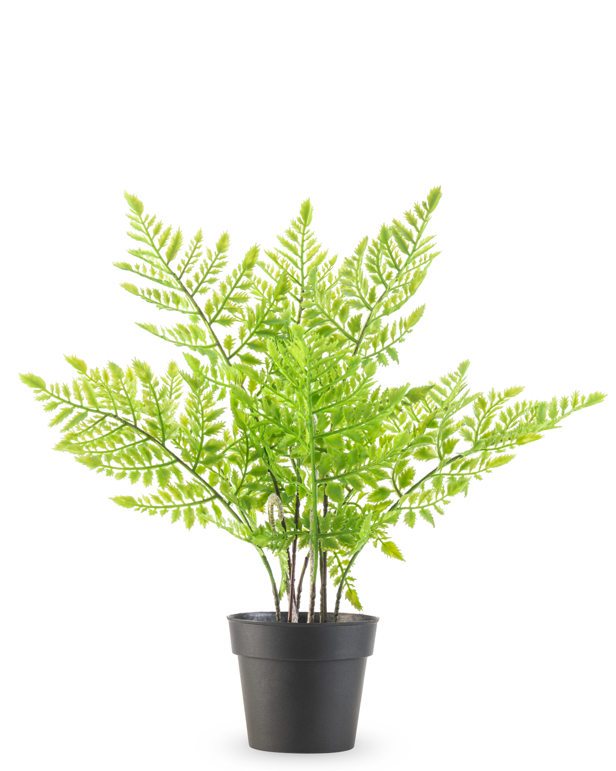 De Kunstplant Varen 35 cm is een kunstmatige groene varen met delicate, veerachtige bladeren in een eenvoudige zwarte plastic pot, tegen een effen witte achtergrond.