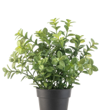 De Kunstplant Eucalyptus 27 cm heeft dichte groene bladeren in een eenvoudige donkergrijze pot, tegen een effen witte achtergrond.