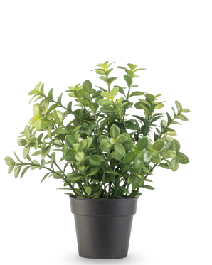 De Kunstplant Eucalyptus 27 cm heeft dichte groene bladeren in een eenvoudige donkergrijze pot, tegen een effen witte achtergrond.