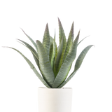 De Kunst Agave 30 cm in sierpot heeft een groene vetplant met lange, puntige bladeren die omhoog groeien, gepresenteerd in een eenvoudige pot met witte textuur tegen een effen witte achtergrond.