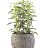 De Kunst vetplant in sierpot 25 cm heeft rechtopstaande groene vetplantstengels in een grijze pot met structuur, afgebeeld tegen een witte achtergrond.