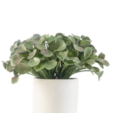 Een Kunst vetplant van 22 cm met ronde bladeren staat in een eenvoudige witte sierpot tegen een witte achtergrond.
