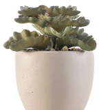 De Kunst vetplant 15 cm heeft groene, golvende platte bladeren in een ronde pot van lichtbeige keramiek met kleine steentjes, tegen een witte achtergrond.