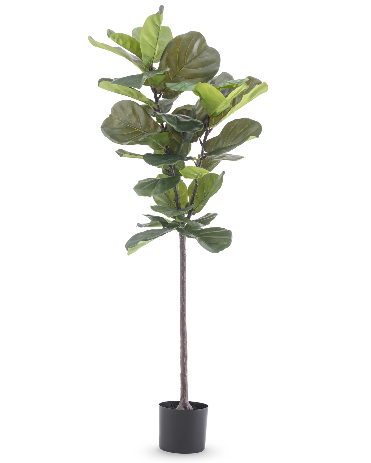 De Kunstplant Ficus Tabaksplant Deluxe 155 cm heeft brede groene bladeren en wordt geleverd in een zwarte pot, afgebeeld tegen een effen witte achtergrond.