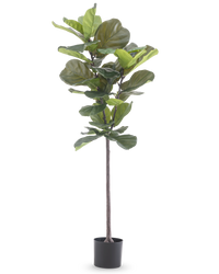 Plante artificielle Ficus Tobacco Plant Deluxe 155 cm