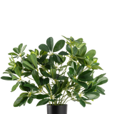 De Kunstplant Baby Schefflera UV 45 cm heeft brede, glanzende bladeren en wordt geleverd in een eenvoudige zwarte pot, tegen een effen witte achtergrond.