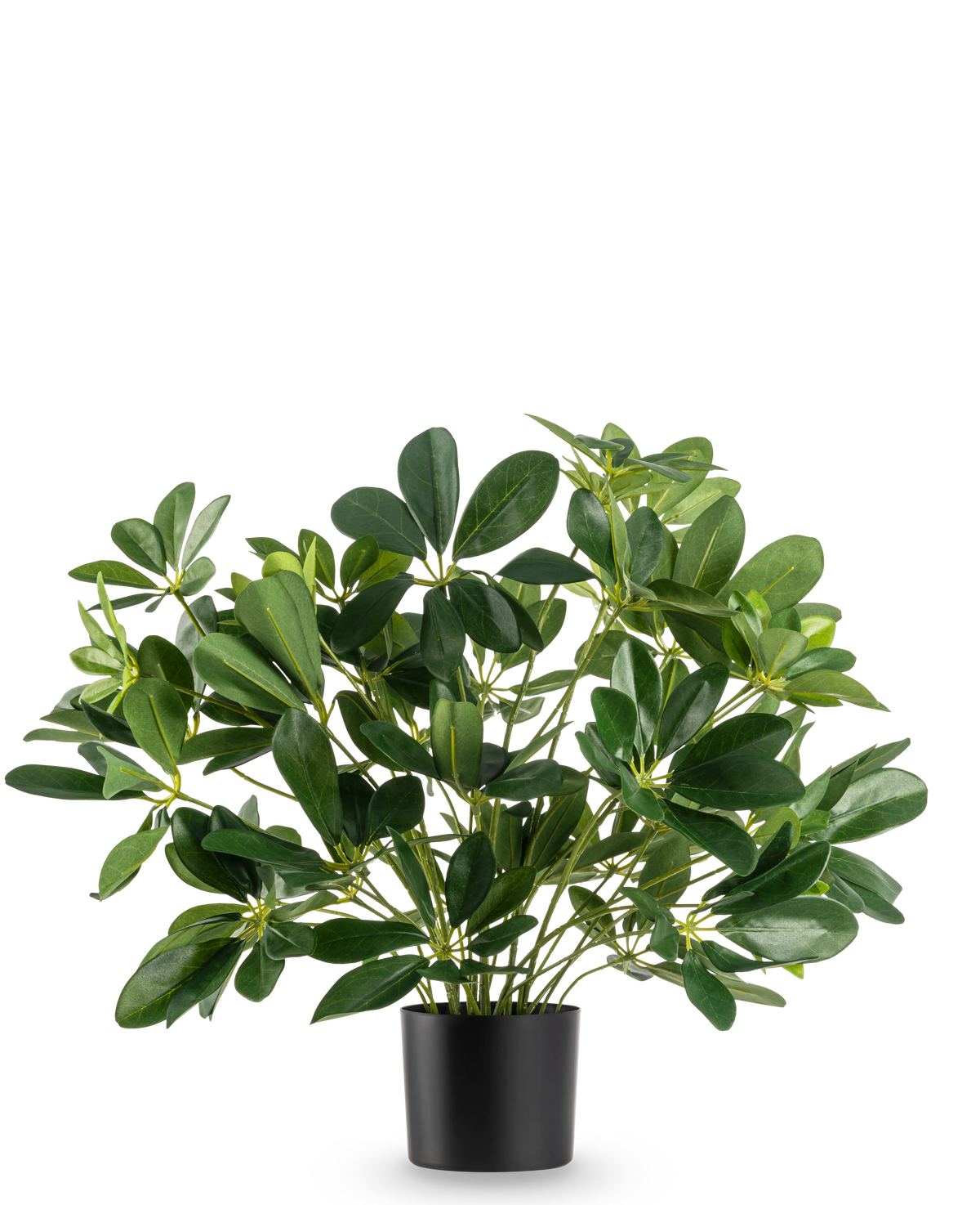De Kunstplant Baby Schefflera UV 45 cm heeft brede, glanzende bladeren en wordt geleverd in een eenvoudige zwarte pot, tegen een effen witte achtergrond.