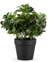 De Kunstplant Peperomia 20 cm heeft weelderige, ronde groene bladeren en wordt geleverd in een eenvoudige zwarte pot tegen een effen witte achtergrond.