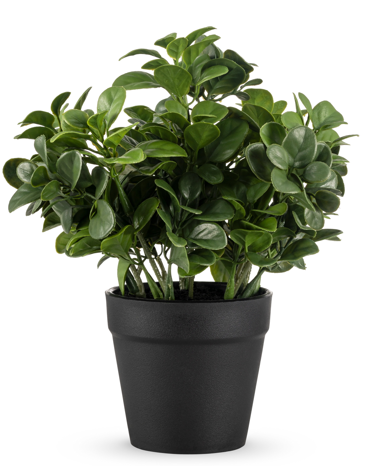 De Kunstplant Peperomia 20 cm heeft weelderige, ronde groene bladeren en wordt geleverd in een eenvoudige zwarte pot tegen een effen witte achtergrond.