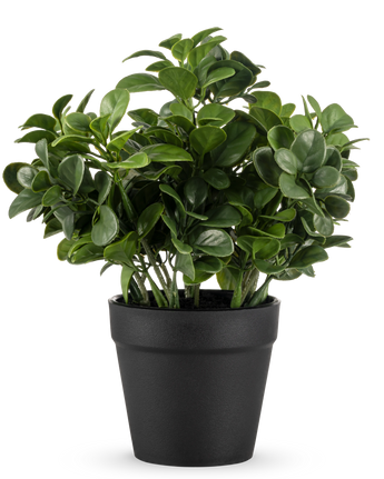 De Kunstplant Peperomia 20 cm heeft weelderige, ronde groene bladeren en wordt geleverd in een eenvoudige zwarte pot tegen een effen witte achtergrond.