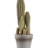 De Kunst Cactus 41 cm is een hoge, meerstammige groene kunstcactus met verticale richels en bruine randen, weergegeven in een eenvoudige grijze bloempot tegen een witte achtergrond.