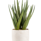 De Kunstplant Aloë Vera 43 cm heeft lange, puntige groene bladeren in een kleine, ronde pot met witte structuur en kiezels, tegen een effen witte achtergrond.