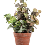 De Kunstplant Peperomia 35 cm heeft ronde groene en paarsgetinte bladeren in een verweerde terracotta pot, tegen een effen witte achtergrond.