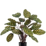 De Kunstplant Calathea Makoyana UV 60 cm rood is een kunstplant met grote, ovale groene bladeren met gele strepen tegen een effen witte achtergrond.