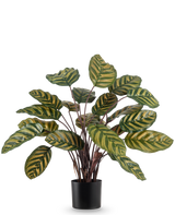 Een Kunstplant Calathea Makoyana 60 cm rood, met grote ovale groene bladeren met gele en lichtgroene strepen, tegen een effen witte achtergrond.