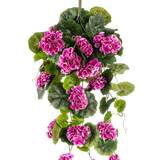De Kunst hangplant Geranium 75 cm paars heeft weelderige groene bladeren en trossen levendige paars-magenta bloemen met witte randen, die sierlijk naar beneden vallen aan een verticale steel voor een prachtig hangend display.